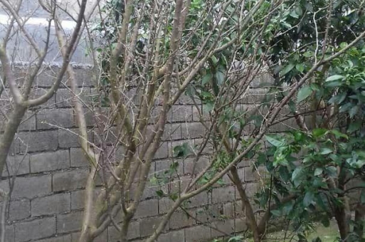 خرید زمین قطعه ای در بابلسر  2