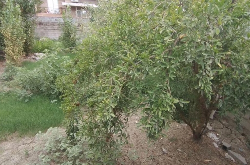 بابلسر زمین فروشی  3