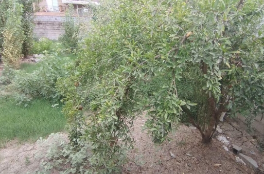 بابلسر زمین فروشی  1