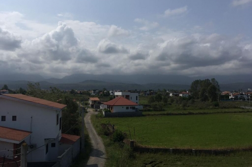 وبلا جنگلی در رویان