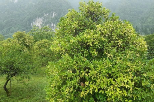 زمین برای شهرک سازی نوشهر  1