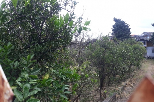 رامسر زمین جنگلی  2