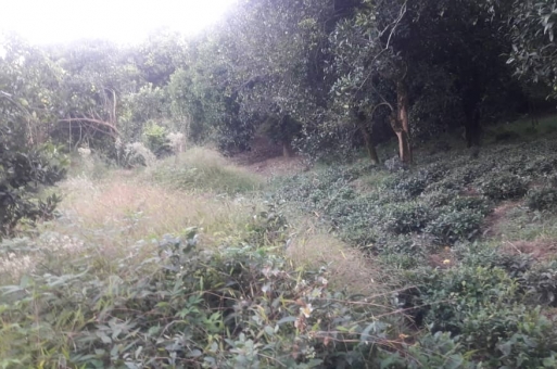 زمین مناسب برای شهرک سازی رامسر  1