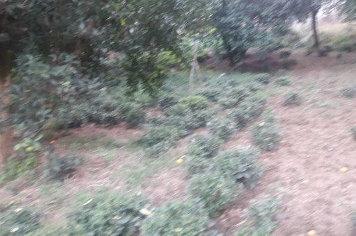 زمین مناسب برای شهرک سازی رامسر  3
