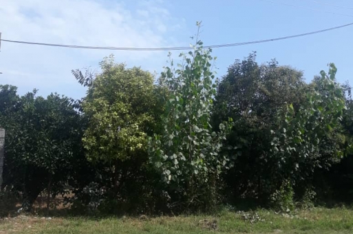 زمین با جواز ساخت رامسر 2