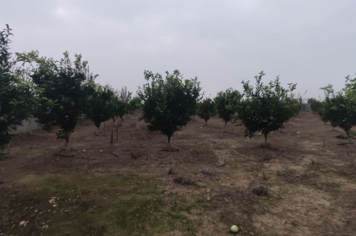 خرید باغ در شهر  ساحلی بابلسر