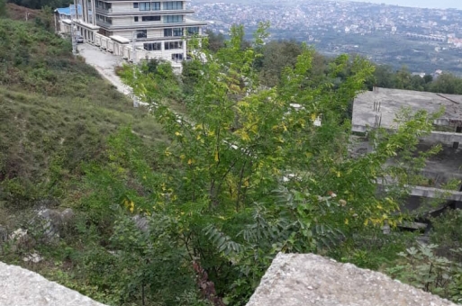 رامسر زمین مسکونی فروشی  5