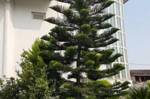 فروش ویلای جنگلی ارزان نوشهر