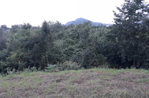 زمین جنگلی رامسر  1
