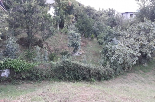 زمین جنگلی رامسر  2