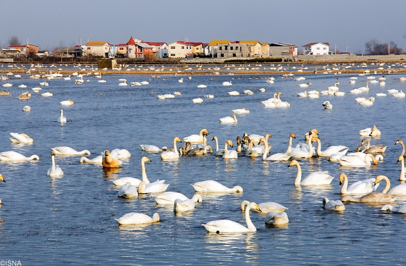 سرخرود